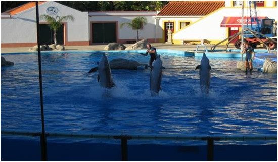 Delfinshow a lisszaboni állatkertben