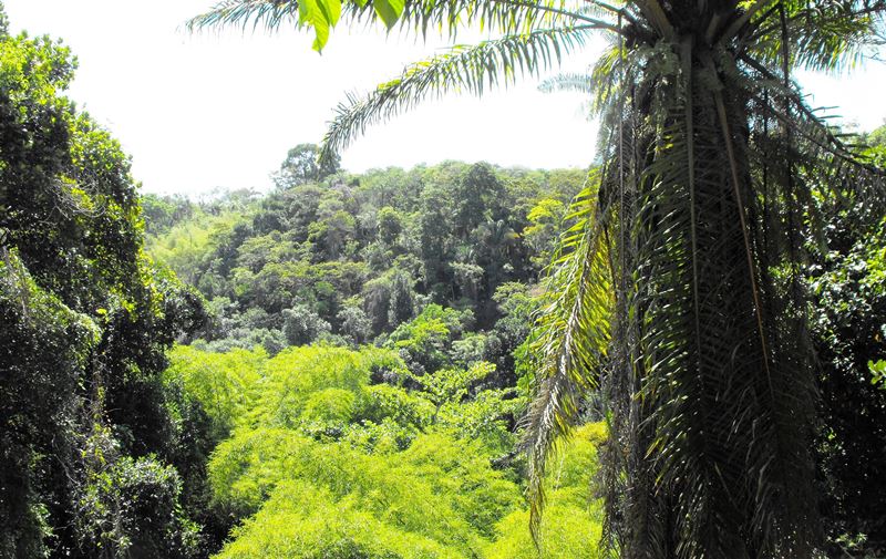 Igazi dzsungel. Sao Bartalomeu Park